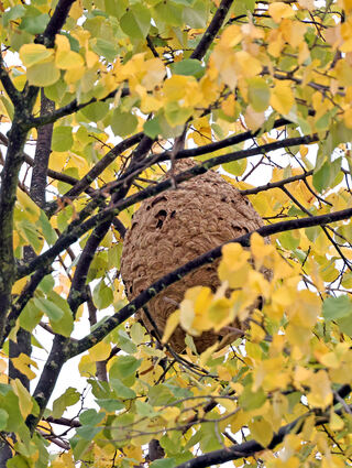 Hoch im Baum hängt das Nest der Asiatischen Hornissen über einem Kinderspielplatz. Durch das fallende Herbstlaub wurde es sichtbar.