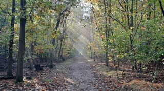 Der Herbstwald bei Neuschloß am vergangenen Donnerstagmorgen.