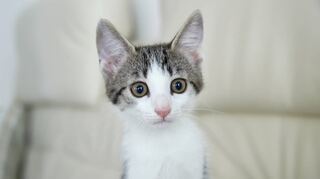 Ein Kätzchen, fotografiert im vergangenen Jahr bei Martina Kilian vom Verein ProCat Katzenhilfe Lampertheim.