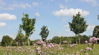 Der Baumlehrpfad in Ilvesheim: Auch hier kommen neue Bäume.