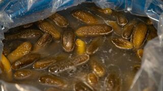 In Salzlake werden Gurken durch Fermentation haltbar – wie Sauerkraut.