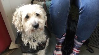 Hund mitnehmen in Bus und Bahn? In Mannheim sehr teuer.