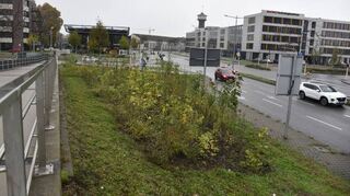 Mannheims erster Tiny Forest auf dem Lindenhof.
