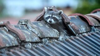 Ein Waschbär krabbelt aus seinem Versteck auf dem Dach..