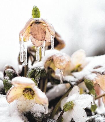 Bei starkem Frost lassen Christrosen zwar ihre Köpfe hängen. Steigen die Temperaturen wieder an, richten sich die Blüten aber wieder auf.