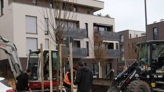 In der Heidelberger Südstadt werden 65 neue Bäume gepflanzt.