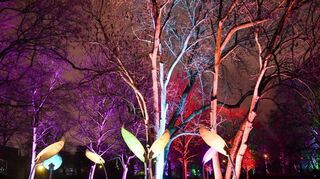 Mit Scheinwerfern herrlich in Szene gesetzte Bäume und Lichtskulpturen gibt es auch jetzt wieder im Luisenpark.