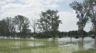 In den Rheinauen bei Nordheim steht das Wasser.