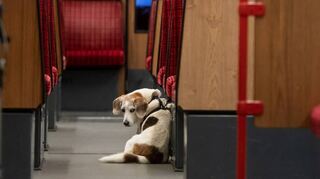 Hunde in der Bahn (hier in Dortmund) sind im VRN kostspielig.