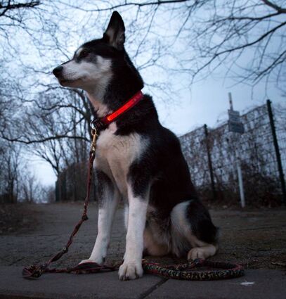 Ein leuchtendes Halsband kann dafür sorgen, dass man Hunde bei Dunkelheit besser sieht.