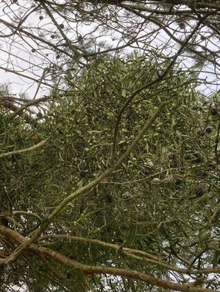 Misteln sind hübsch, aber dennoch ungeliebte Parasiten.