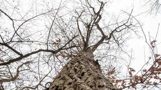 Ein Prachtexemplar – aber auch schon in die Jahre gekommen: Solche hochgewachsenen Eichen gibt es immer seltener.