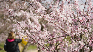 Die Mandelblüten locken jedes Jahr Menschen nach Gimmeldingen.