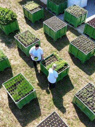 Beim Buffet-Konzept von Wimmers Landwirtschaft kamen selbst angebautes Gemüse und Kräuter auf den Tisch.