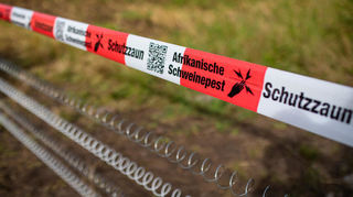 Die Afrikanische Schweinepest grassiert weiter. Das hessische Landwirtschaftsministerium hat Funde infizierter Tiere zwischen Bensheim und Heppenheim gemeldet.