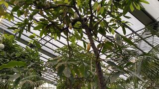 Ein Kakaobaum mit Früchten im Pflanzenschauhaus des Mannheimer Luisenparks.