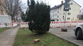 Wegen der bevorstehenden Brut- und Setzzeit werden zwischen der Sudetenstraße und dem Kreisel Saarlandstraße/Schmittsberg Baumfällungen durchgeführt.
