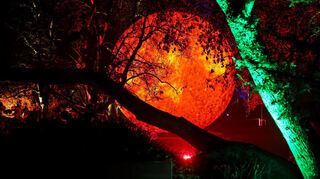 Der Sonne war bei den Winterlichtern im Luisenpark ein Highlight.
