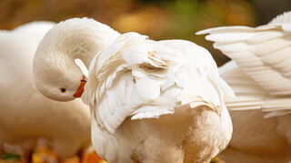 Zur Herstellung der warmen Daunenjacken wird das Federkleid von Enten oder Gänsen verwendet.