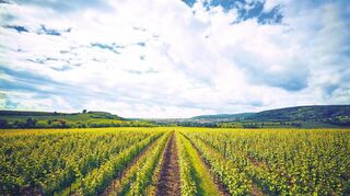 Weinberge der Winzergenossenschaft Vier Jahreszeiten bei Bad Dürkheim.
