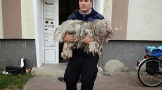 Michael Sehr trägt einen verletzten Hund aus einem Haus. Oft muss er Tiere direkt in eine Tierarztpraxis bringen.