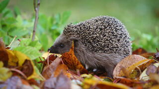 Auf dem Schönauer Grundstück überwintern möglicherweise Igel. Tierschützer hoffen, dass die Arbeiten der Baufirma den Tieren nicht geschadet haben.