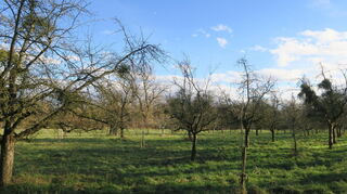 Die Streuobstwiese auf der Mannheimer Reißinsel