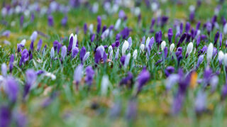 Frühlingsvorboten: Eine blühende Krokuswiese.