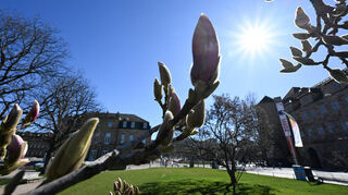 Erste Magnolienknospen sprießen auf dem Stuttgarter Schlossplatz vor strahlend blauem Sonnenhimmel.