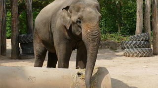 Der Asiatische Elefant Khin Yadanar Min wird den Zoo Heidelberg verlassen.