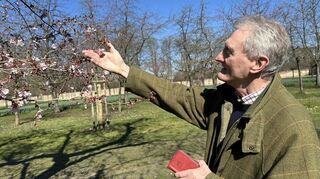 Michael Woodhouse ist fasziniert von den Schwetzinger Kirschblüten.