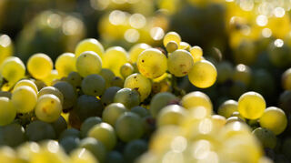 In Deutschland wurde 2024 weniger Wein produziert. Ausnahmen sind die Pfalz und Rheinhessen.
