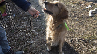 Wichtig für Halter: Nicht jede Police deckt Schäden durch unangeleinte Hunde.