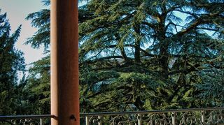 Die alte Zeder in Weinheim bekommt eine Auszeichnung.