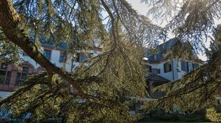 Die alte Zeder in Weinheim bekommt eine Auszeichnung.