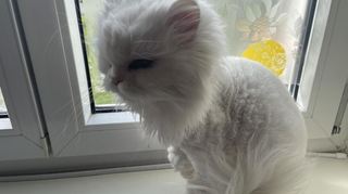 Perserkatzen-Oma Wölkchen ist sehr verschmust. Ihre Besitzerin wurde bei der Amokfahrt am Rosenmontag in Mannheim verletzt.