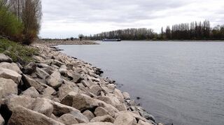 Niedrigwasser im Rhein bei Lampertheim. März 2025