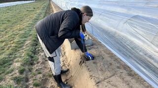 Autorin Susanne Merz beim Spargelstechen auf einem Feld des Spargelhofs Eberhardt in Weisenheim am Sand.