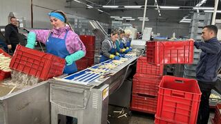 Die Erntehelferinnen aus Rumänien nehmen die grobe Sortierung vor - die feine Sortierung übernimmt die Maschine.