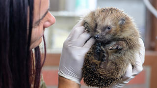 Dieses Bild zeigt einen in einem Garten gefundenen Igel, der sich durch ein Netz verletzt hat.
