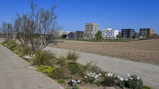 Osterglocken zwischen Stauden: In den Beeten, für die zur Bundesgartenschau die alten betonstraßen der Amerikaner aufgebrochen wurden, blüht es. Sonst gibt es einfach nur leere Fläche.