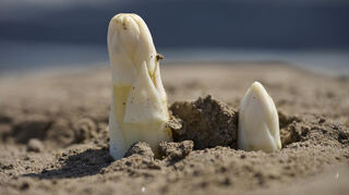 Die ersten Lampertheimer Spargel strecken ihre Köpfe in die Sonne.