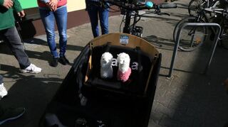 Zwei Lamas nehmen schon einmal Platz im Lastenrad.