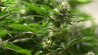 Seit der Teillegalisierung dürfen Erwachsene bis zu drei Cannabis-Pflanzen selbst anbauen.