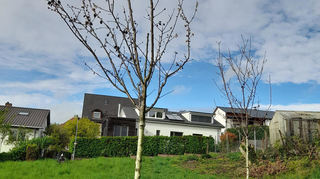 In Weinheim sind Mandelbäume beschädigt worden, Die Äste und Blüten haben sich schwarz verfärbt.