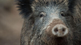 Die Afrikanische Schweinepest hat das Gebiet des Stadtkreises Mannheim erreicht. Die Bevölkerung wird gebeten, die Tore von Schutzzäunen nach dem Durchqueren zu schließen.