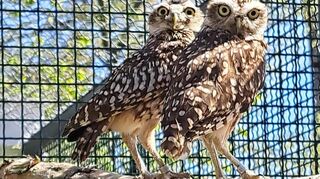 Das neue Kanincheneulen-Paar im Vogelpark. Die Tiere sind auch als Kaninchenkäuze bekannt.