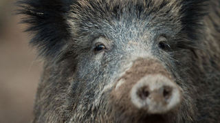 Wildschweine in südhessischen Wäldern sind stark von der Seuche befallen.