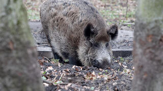 Die Schweinepest grassiert weiter – von Entwarnung kann keine Rede sein.