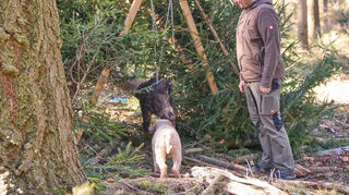 Nina Kassel und ihr Lagotto Romagnolo „Maze“stehen an der Ausbildungsstation „Pendelsau“ vor einem beweglich aufgehängten Wildschwein.